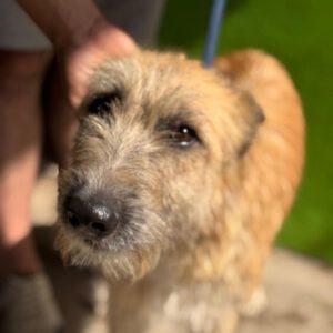 Terrier Mischling Suzie, 08/2021, ca. 43 cm