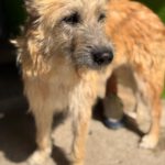 Terrier Mischling Suzie, 08/2021, ca. 43 cm