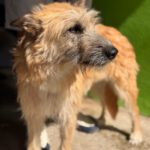 Terrier Mischling Suzie, 08/2021, ca. 43 cm