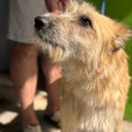 Terrier Mischling Suzie, 08/2021, ca. 43 cm