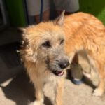 Terrier Mischling Suzie, 08/2021, ca. 43 cm