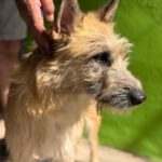Terrier Mischling Suzie, 08/2021, ca. 43 cm