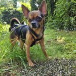 Chihuahua Tadeo Jones, 07/2020, ca. 22 cm, 73614 Schorndorf