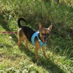 Chihuahua Tadeo Jones, 07/2020, ca. 22 cm, 73614 Schorndorf