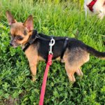 Chihuahua Tadeo Jones, 07/2020, ca. 22 cm, 73614 Schorndorf