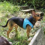 Chihuahua Tadeo Jones, 07/2020, ca. 22 cm, 73614 Schorndorf
