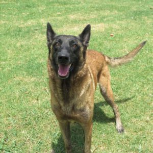 Malinois Mischling Tasha, 05/2020, ca. 65 cm