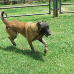 Malinois Mischling Tasha, 05/2020, ca. 65 cm