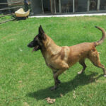 Malinois Mischling Tasha, 05/2020, ca. 65 cm