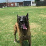 Malinois Mischling Tasha, 05/2020, ca. 65 cm