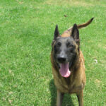 Malinois Mischling Tasha, 05/2020, ca. 65 cm