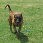 Malinois Mischling Tasha, 05/2020, ca. 65 cm