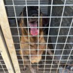 Malinois Mischling Tasha, 05/2020, ca. 65 cm