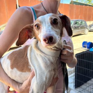 Podenco Terra, 08/2022, ca. 40 cm