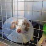 Podenco Terra, 08/2022, ca. 40 cm