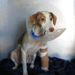 Podenco Terra, 08/2022, ca. 40 cm