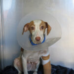 Podenco Terra, 08/2022, ca. 40 cm