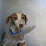 Podenco Terra, 08/2022, ca. 40 cm