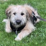 Schafspudel Mischling Tilda, 03/2025, Endgröße ca. 50 cm, 61381 Friedrichsdorf