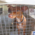Podenco Tirico, 08/2024, ca. 45 cm