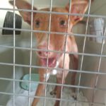 Podenco Tirico, 08/2024, ca. 45 cm