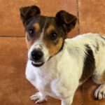 Jack Russel Terrier Toti, 09/2024, ca. 35 cm