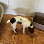 Jack Russel Terrier Toti, 09/2024, ca. 35 cm