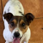 Jack Russel Terrier Toti, 09/2024, ca. 35 cm