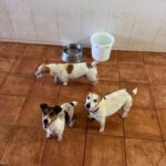 Jack Russel Terrier Toti, 09/2024, ca. 35 cm