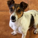 Jack Russel Terrier Toti, 09/2024, ca. 35 cm