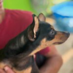 Pinscher Towie, 10/2024, Endgröße ca. 25 cm