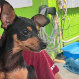 Pinscher Towie, 10/2024, Endgröße ca. 25 cm