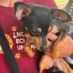Pinscher Towie, 10/2024, Endgröße ca. 25 cm