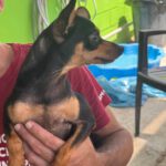 Pinscher Towie, 10/2024, Endgröße ca. 25 cm