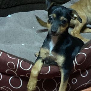 Yorkshire Terrier Pinscher Mischling Valentina, 04/2025, Endgröße ca. 30 cm