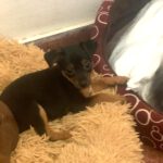 Yorkshire Terrier Pinscher Mischling Valentina, 04/2025, Endgröße ca. 30 cm
