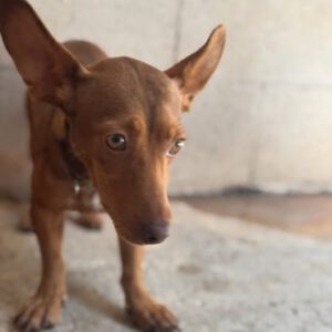 Podenco Maneto Vanilla, 07/2023, ca. 30 cm