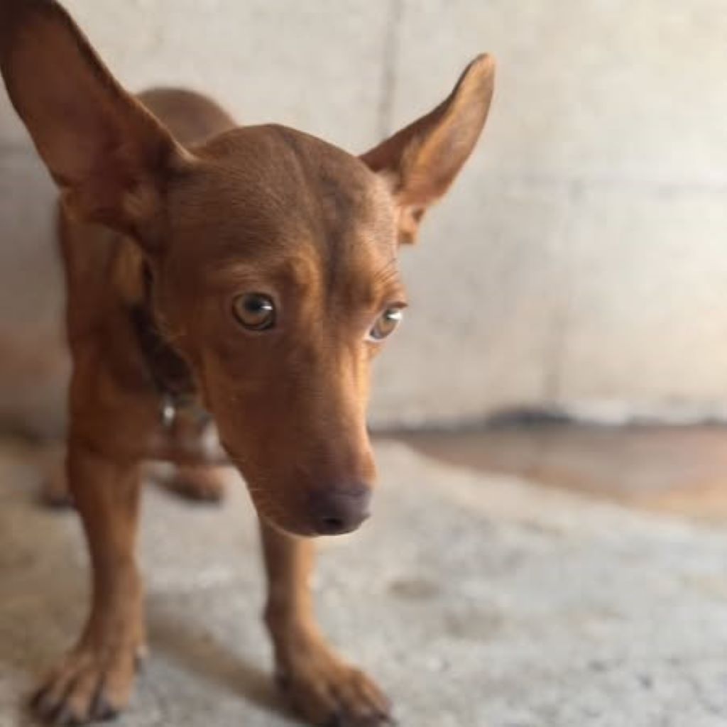 Podenco Maneto Vanilla, 07/2023, ca. 30 cm
