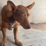 Podenco Maneto Vanilla, 07/2023, ca. 30 cm