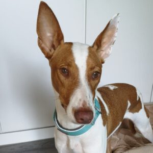 Podenco Victoria, 02/2024, ca. 45 cm, 21423 Winsen