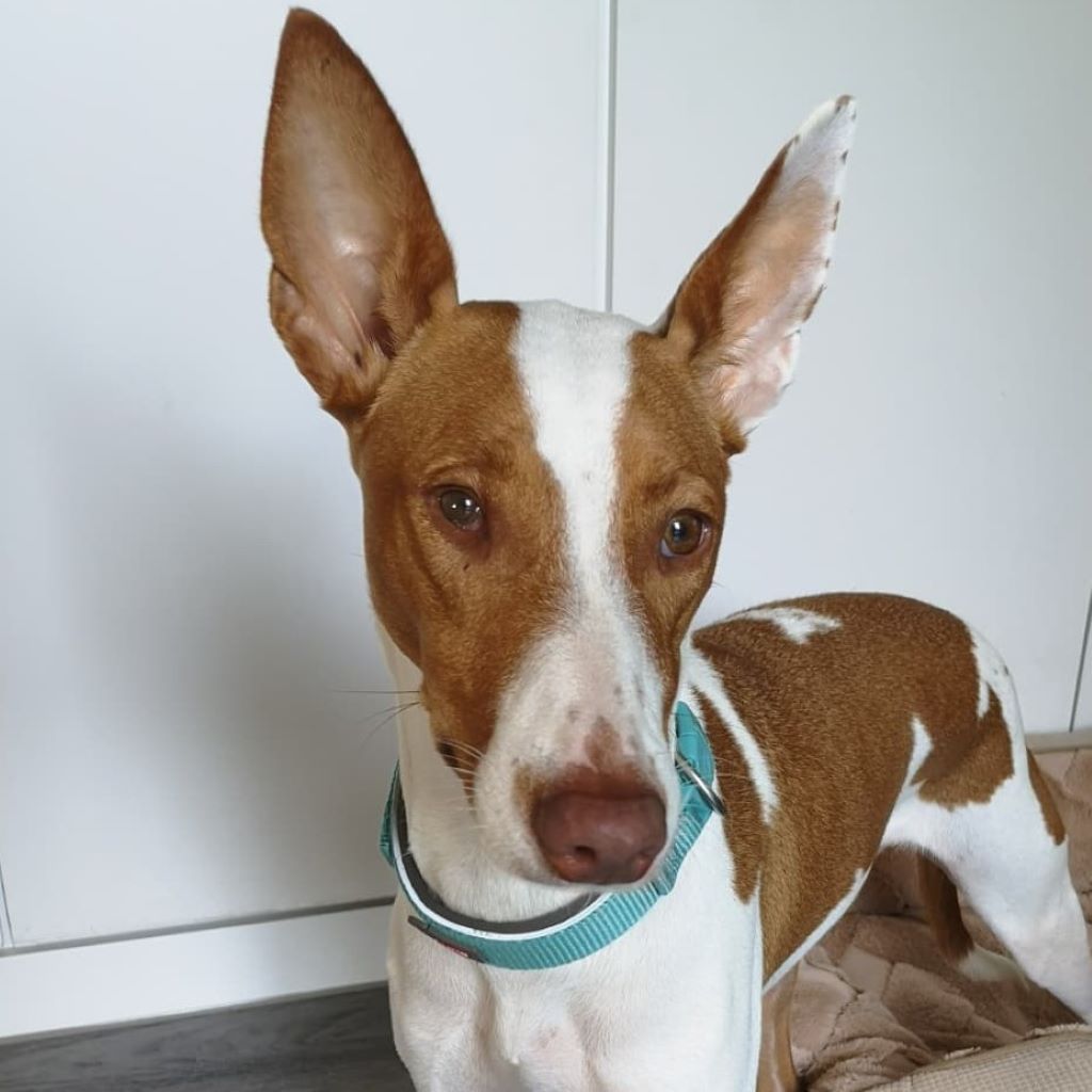 Podenco Victoria, 02/2024, ca. 45 cm, 21423 Winsen
