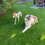 Podenco Victoria, 02/2024, ca. 45 cm, 21423 Winsen