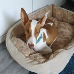 Podenco Victoria, 02/2024, ca. 45 cm, 21423 Winsen