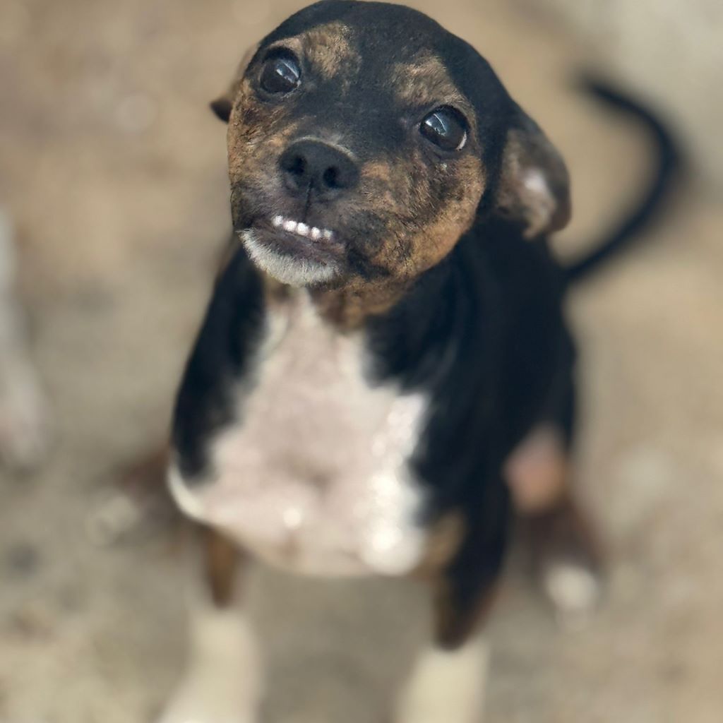 Bodeguero Mischling Will, 05/2025, Endgröße ca. 35- 40 cm