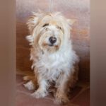 Terrier Mischling Willy, 10/2015, ca. 30 cm