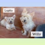 Terrier Mischling Willy, 10/2015, ca. 30 cm