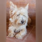 Terrier Mischling Willy, 10/2015, ca. 30 cm