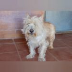 Terrier Mischling Willy, 10/2015, ca. 30 cm