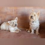 Terrier Mischling Willy, 10/2015, ca. 30 cm