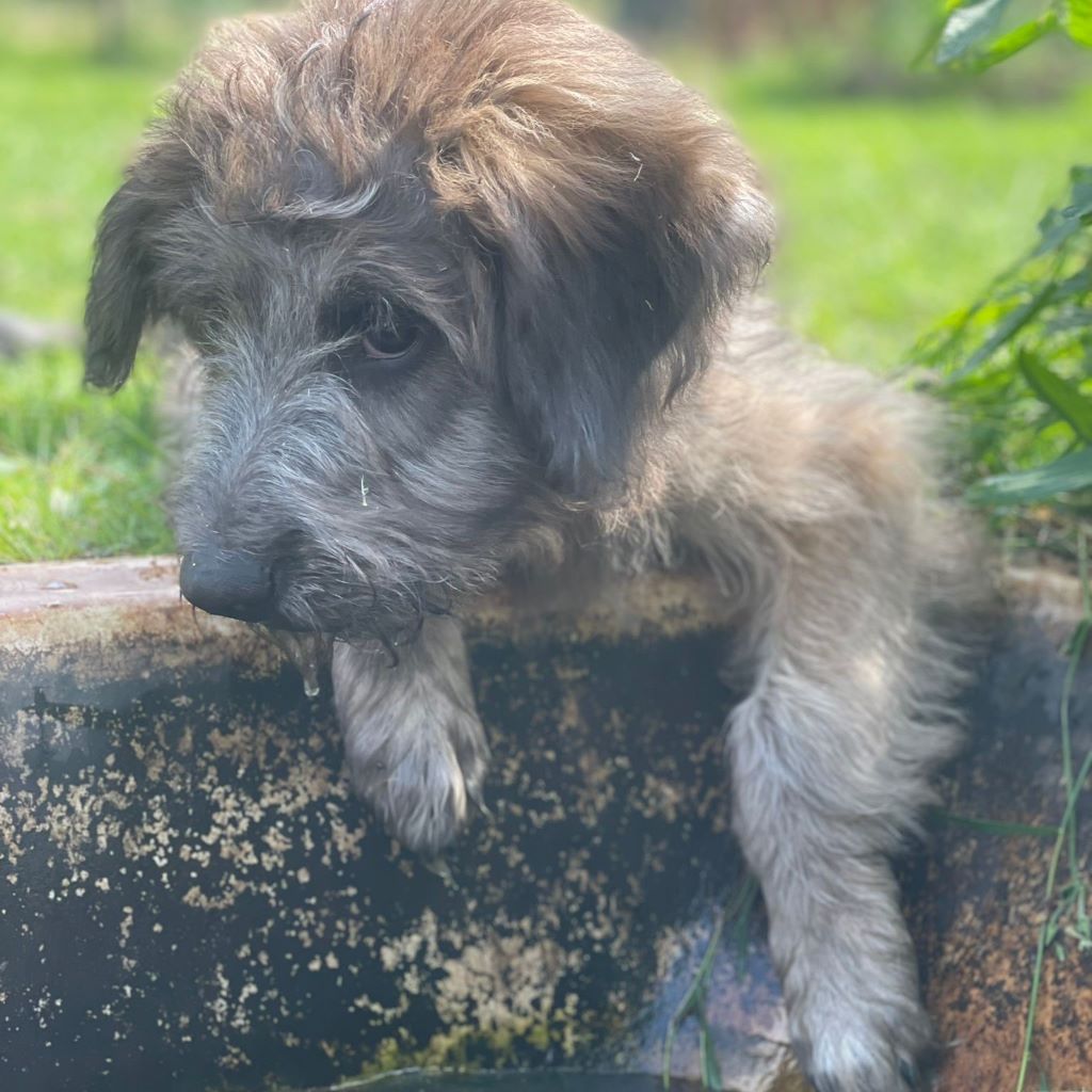 Schafspudel Mischling Wolly, 03/2025, Endgröße ca. 50-60 cm, 19273 Sumte